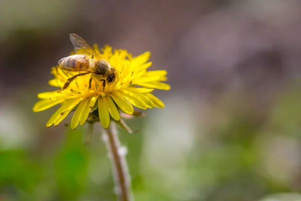 Včela sbírá pyl na jasně žluté květinové květy. Taraxacum kvetoucí květ — Stock fotografie