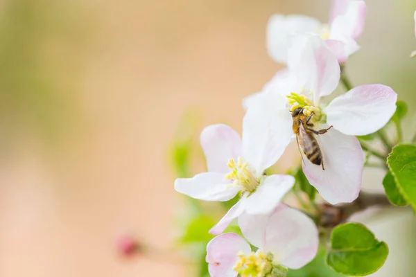 Včela sbírání pylu na jaru jabloně. Květ jablečného stromu — Stock fotografie