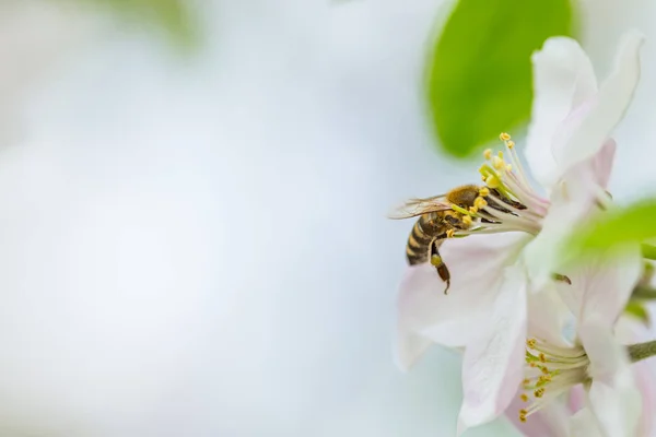 Včela sbírání pylu na jaru jabloně. Květ jablečného stromu — Stock fotografie