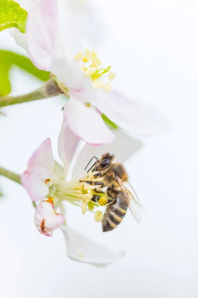 Včela sbírání pylu na jaru jabloně. Květ jablečného stromu — Stock fotografie