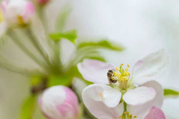 Bienen sammeln im Frühling Pollen an blühenden Apfelbäumen. Apfelbaumblüte — Stockfoto