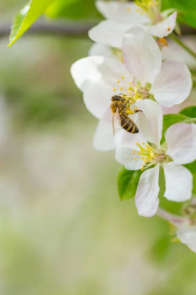 Včela sbírání pylu na jaru jabloně. Květ jablečného stromu — Stock fotografie