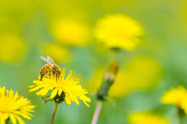 Μέλισσα μαζεύοντας γύρη σε φωτεινό κίτρινο λουλούδι πικραλίδα. Taraxacum ανθοφορίας λουλούδι — Φωτογραφία Αρχείου
