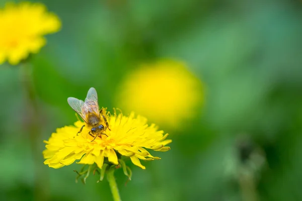 Bee gyűjtő pollen a fényes sárga pitypang virág. Taraxacum virágzó virág — Stock Fotó