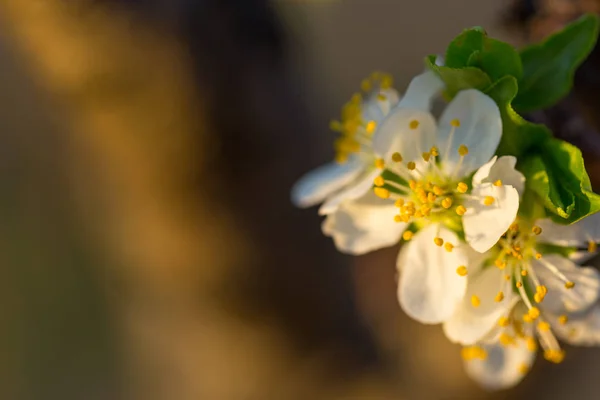 Nahaufnahme von Pflaumenblüten, die im Frühling blühen. Blütenblumen isoliert mit verschwommenem orangefarbenem Hintergrund — Stockfoto