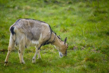 Bulanık arka plan ile yeşil çim üzerinde duran bir kahverengi keçi