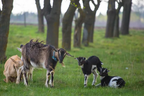 Mãe cabra de pé ao lado de duas raças na grama com linha de árvore no fundo no vento forte — Fotografia de Stock