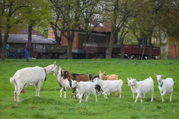 一小群山羊站在绿草地上，背景是房子。不同颜色的山羊羊群 — 图库照片