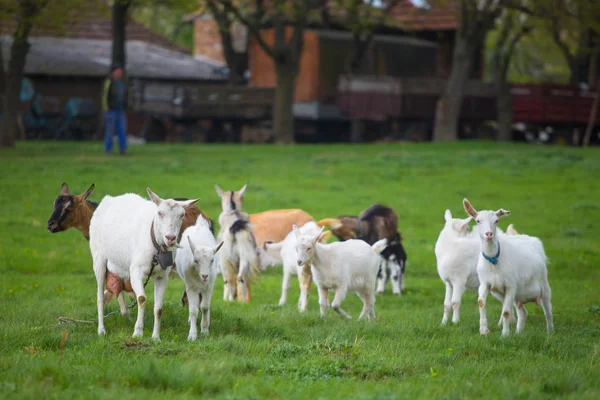 Маленькое стадо коз, стоящих на зеленой траве с домом на заднем плане. Стадо разноцветных коз — стоковое фото