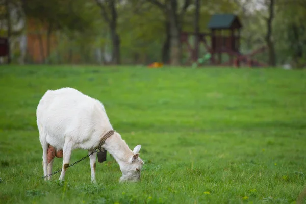 Une chèvre blanche debout sur l'herbe verte avec des arbres flous en arrière-plan — Photo