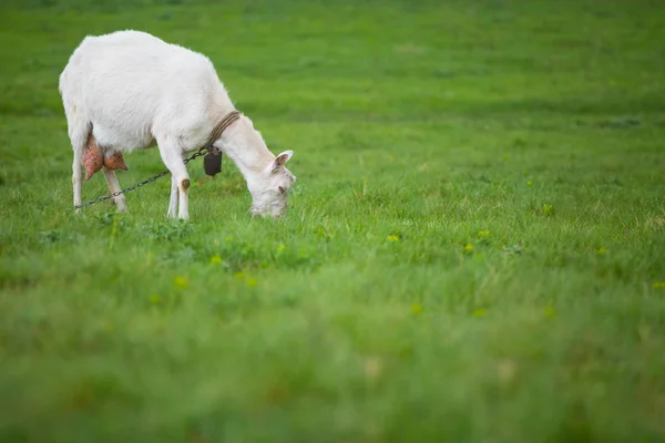 Een witte geit staande op groen gras met onscherpe achtergrond — Stockfoto