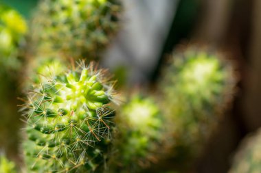 Bulanık yeşil arka plan ile vazo kaktüs yakın. Kaktüs dikenleri makro