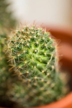 Bulanık yeşil arka plan ile vazo kaktüs yakın. Kaktüs dikenleri makro