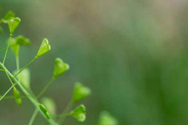 Primo piano di baccelli a forma di cuore della borsa di Shepherd, Capsella bursa-pastoris — Foto Stock