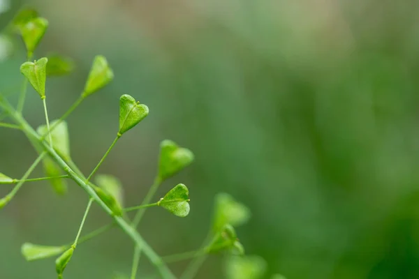 Primo piano di baccelli a forma di cuore della borsa di Shepherd, Capsella bursa-pastoris — Foto Stock