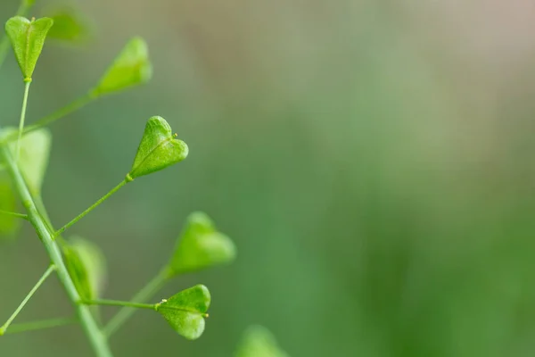 Primo piano di baccelli a forma di cuore della borsa di Shepherd, Capsella bursa-pastoris — Foto Stock