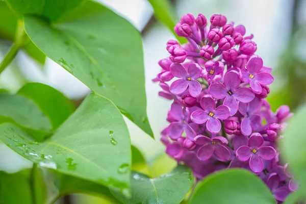 Flores lila púrpura en primavera con fondo verde borroso —  Fotos de Stock