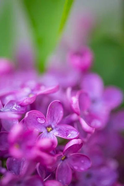 Flores lila púrpura en primavera con fondo verde borroso — Foto de Stock