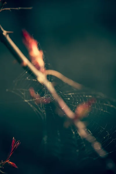 Primer plano de la tela de araña con fondo borroso —  Fotos de Stock