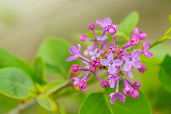 Flores lila púrpura en primavera con fondo verde borroso —  Fotos de Stock