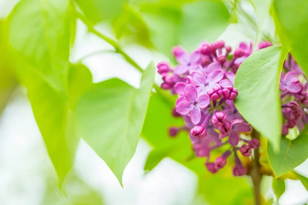 Flores lila púrpura en primavera con fondo verde borroso —  Fotos de Stock