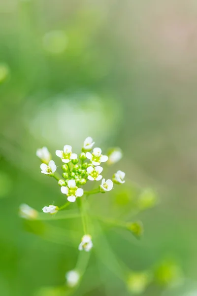 Primer plano de flores blancas del bolso del pastor, Capsella bursa-pastoris —  Fotos de Stock