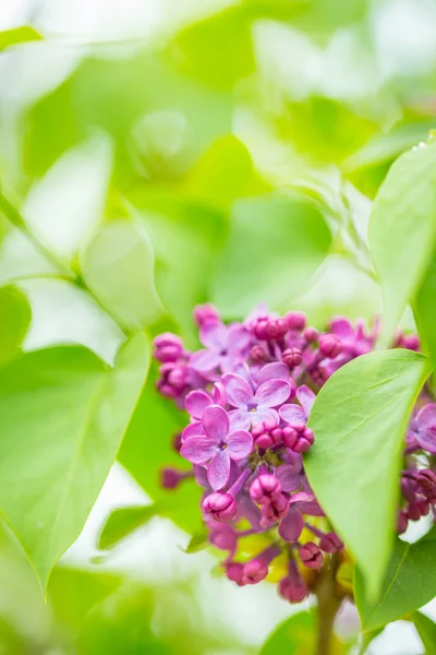 Flores lila púrpura en primavera con fondo verde borroso —  Fotos de Stock