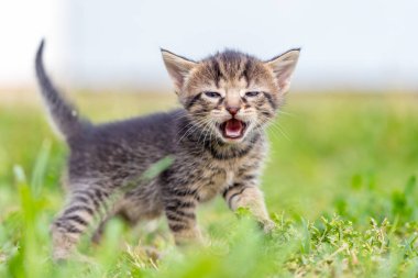 Küçük kedi yavrusu çimenli bahçede yürüyor.