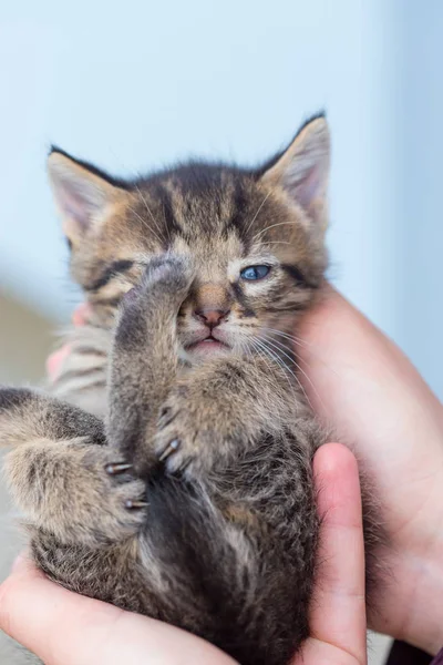 Pequeño gatito en manos de una joven —  Fotos de Stock