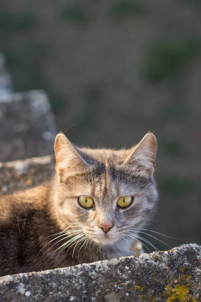 Grande gato cinza deitado nas escadas — Fotografia de Stock