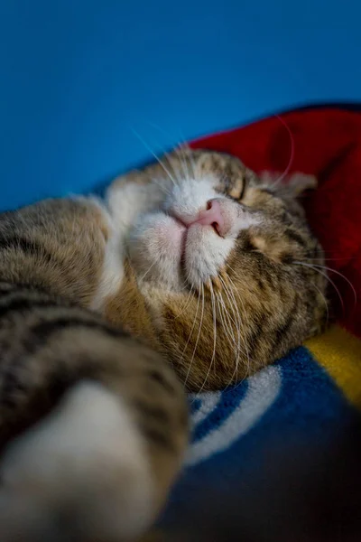 Alte braune weiße Katze schläft auf einer bunten Decke — Stockfoto