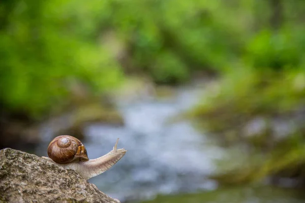 Caracol en la piedra junto al arroyo en el bosque — Foto de Stock