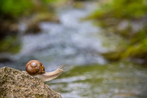 Slak op de steen naast de beek in het bos — Stockfoto