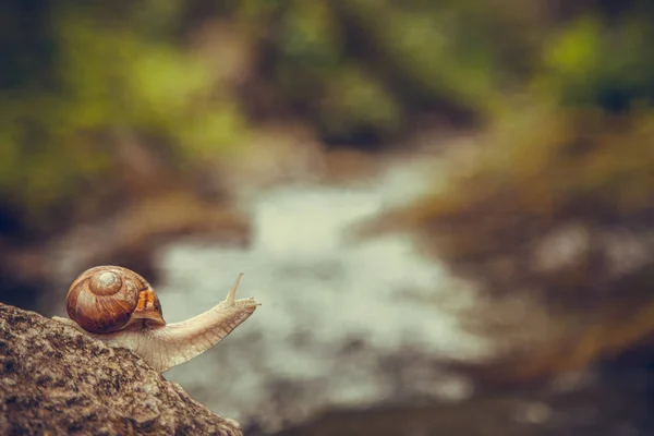 Ślimak na kamieniu obok strumienia w lesie — Zdjęcie stockowe