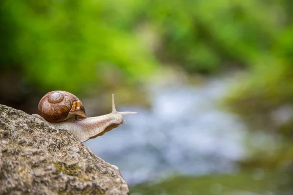 Snail on the stone next to the stream in the forest — Stock Photo, Image