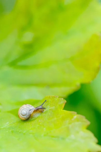 A little brown snail on a green leaf in the bush — Stock Photo, Image