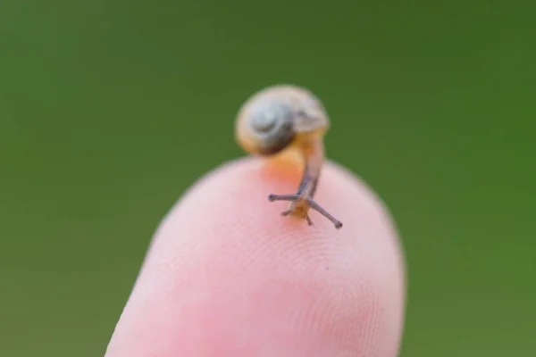 Um pequeno caracol marrom em um dedo com um fundo verde — Fotografia de Stock