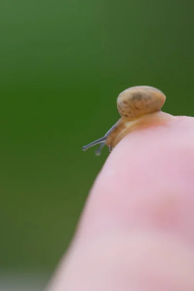 A little brown snail on a finger with a green background — Stock Photo, Image