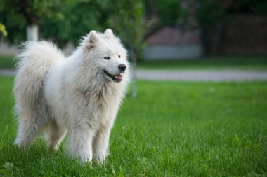Genç beyaz erkek samoed yeşil çimlerin üzerinde duruyor