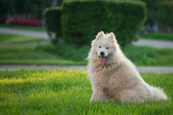 Jeune homme blanc samoyed assis sur l'herbe verte — Photo