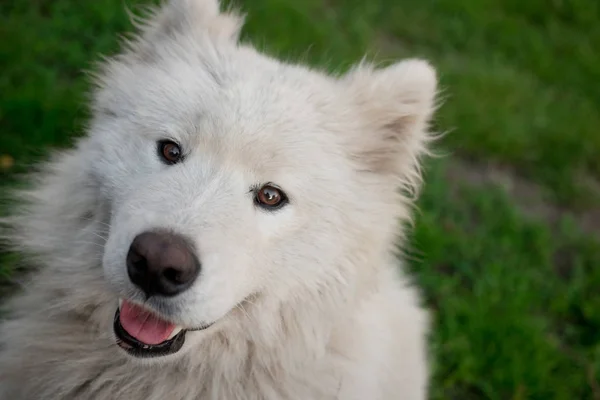 Jeune homme blanc samoyed assis sur l'herbe verte — Photo