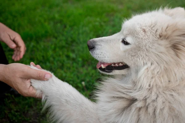 Young white male samoyed and man shake hands — Stock Photo, Image