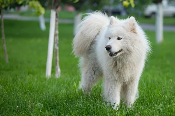 Jeune mâle blanc samoyed se tient sur l'herbe verte — Photo