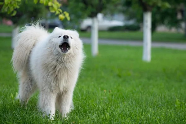 Young white male samoyed stands on green grass — 스톡 사진