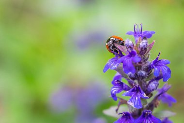 Yumuşak bulanık arka plan ile mor çiçek üzerinde kırmızı uğur böceği Closeup.