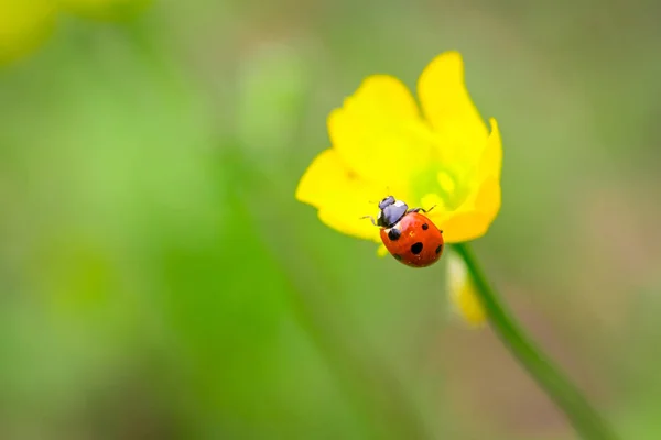 Penutup kumbang merah pada bunga kuning dengan latar belakang kabur lembut . — Stok Foto