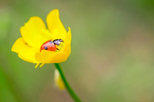 Primer plano de mariquita roja en flor amarilla con un fondo borroso suave . — Foto de Stock