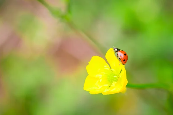 红色瓢虫在黄花上的特写，背景柔和模糊. — 图库照片