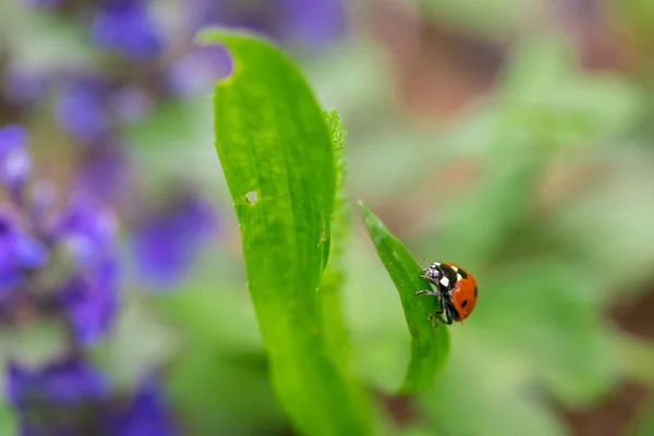 Primer plano de mariquita roja en la parte superior de la hoja verde con un fondo borroso suave . — Foto de Stock