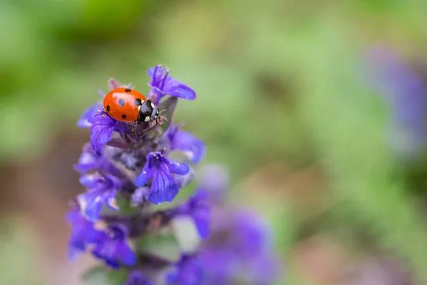 Primer plano de mariquita roja en flor púrpura con un fondo borroso suave . —  Fotos de Stock